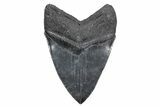 Serrated, Fossil Megalodon Tooth - South Carolina #357371-2